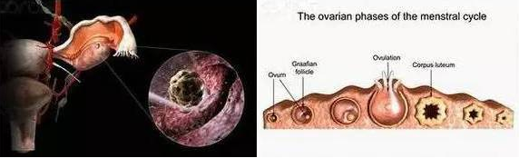重庆送子鸟医院,卵细胞排出