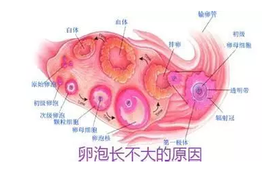 重庆送子鸟医院