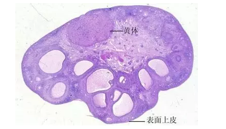 重庆送子鸟医院